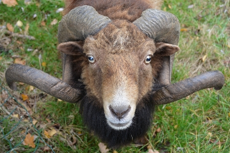 Nature grass animal wildlife Photo