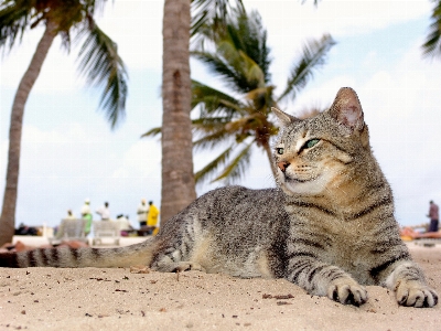 Foto Gatto mammifero fauna animali domestici