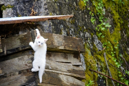 Foto Albero fiore animali selvatici gatto