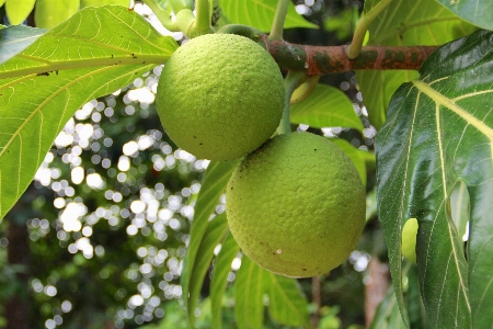 Branch plant fruit flower Photo