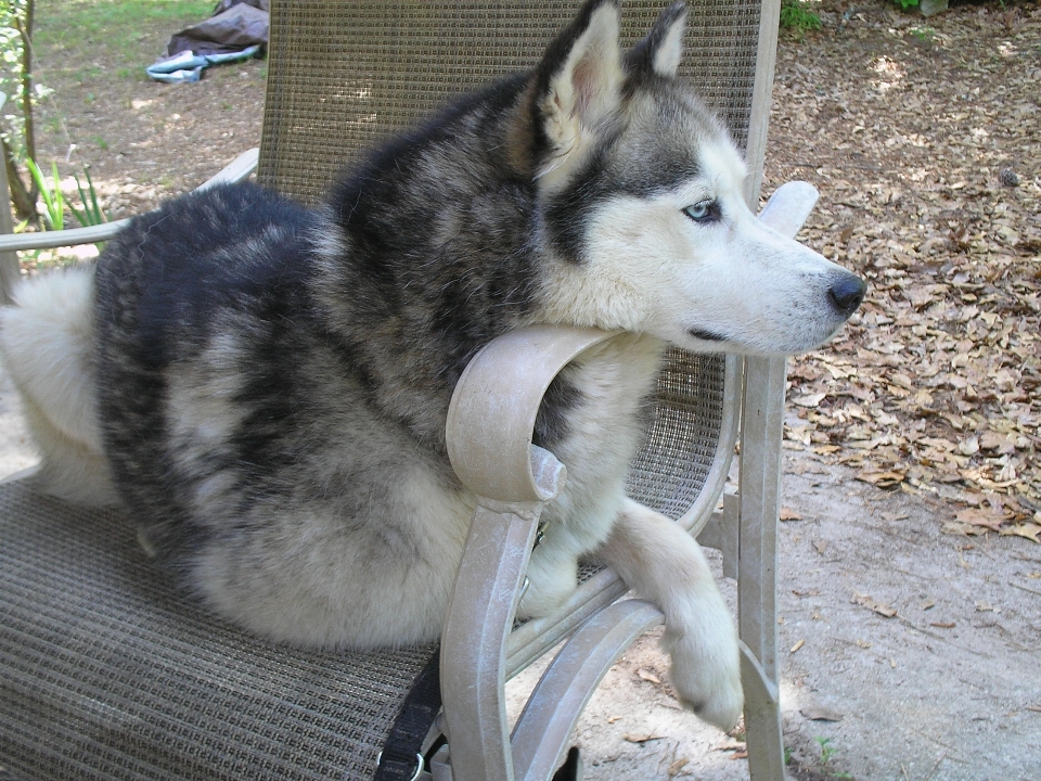 Perro mamífero fornido vertebrado
