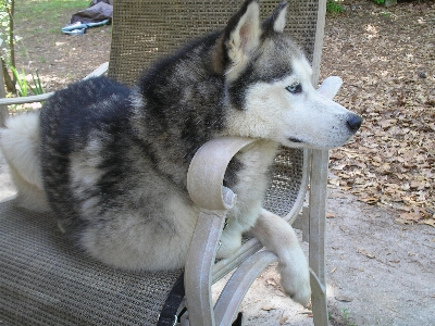 Dog mammal husky vertebrate Photo