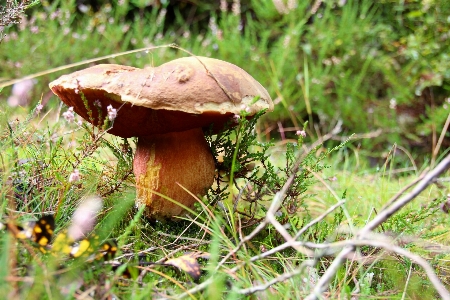 Nature forest grass flower Photo