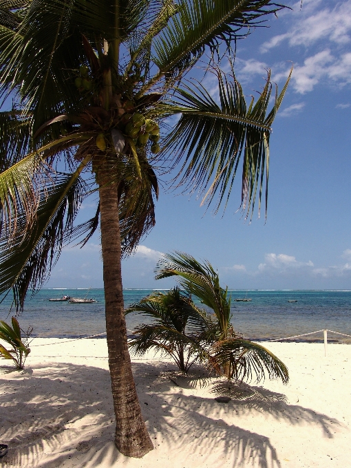 Beach sea coast tree