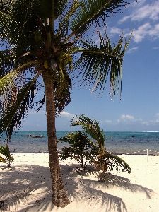 Foto Praia mar costa árvore