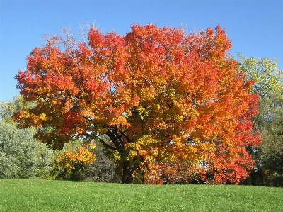 Foto Albero pianta foglia autunno