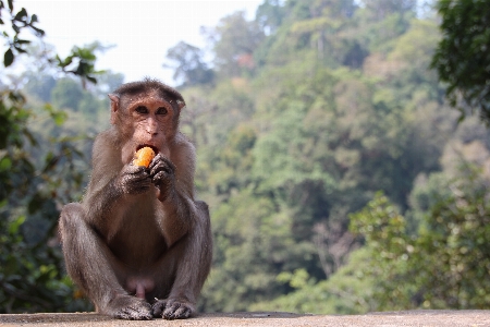 野生動物 動物園 密林 アフリカ 写真