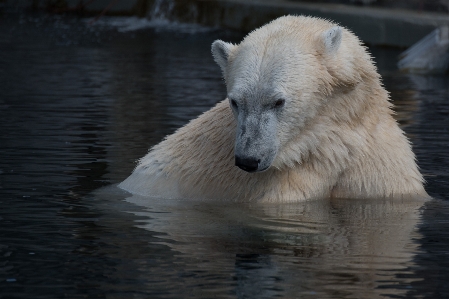 白 クマ 野生動物 自然 写真