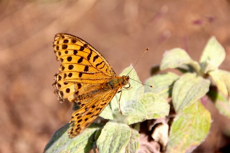 Foto Natura ala fotografia foglia