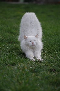 Grass white flower animal Photo