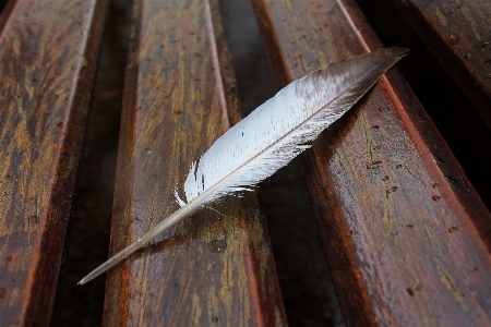 Bird wing wood leaf Photo