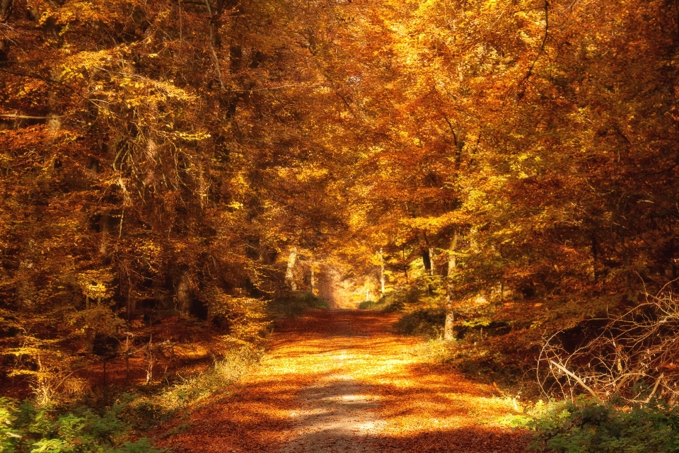 Paysage arbre nature forêt