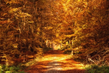 Landscape tree nature forest Photo