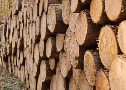 Baum wald struktur anlage Foto