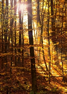 Foto Paesaggio albero natura foresta