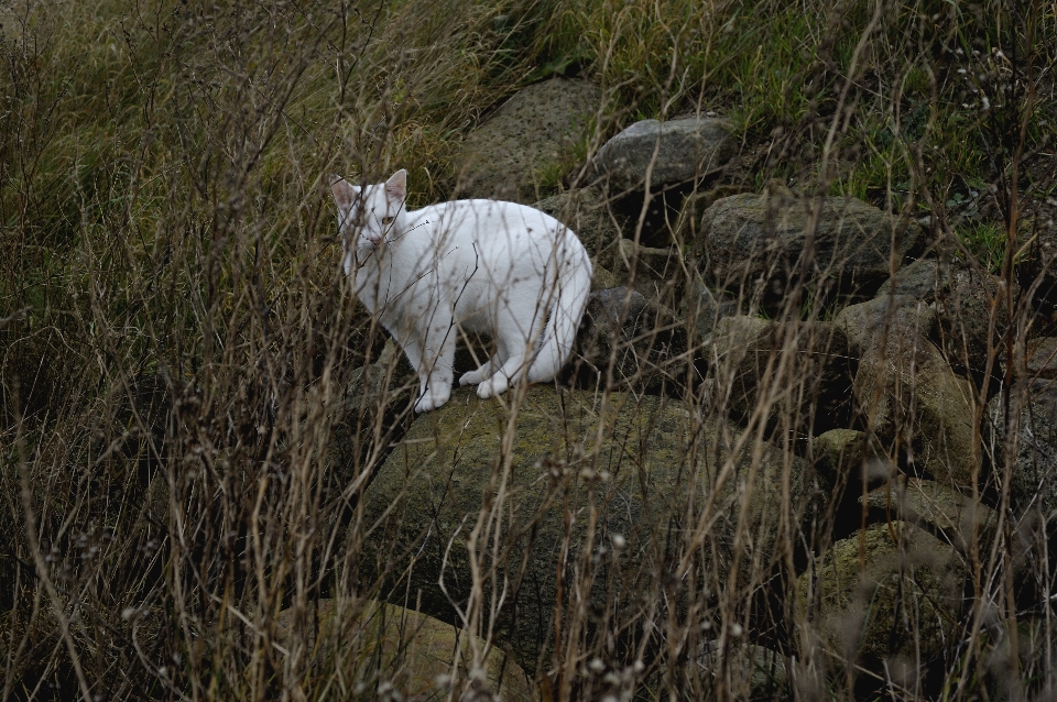 Exterior blanco pradera
 fauna silvestre