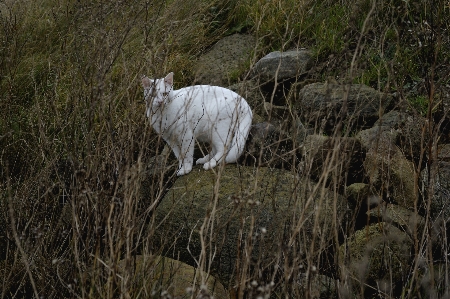 Outdoor white prairie wildlife Photo