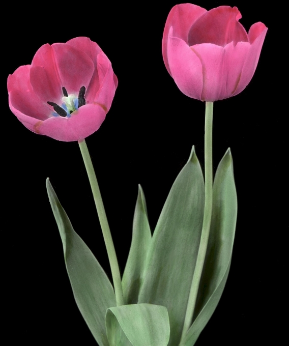 Plant flower petal tulip