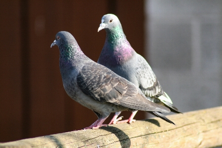 鳥 羽 動物 野生動物 写真