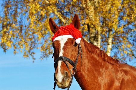 Foto Doce animal bonitinho cavalo