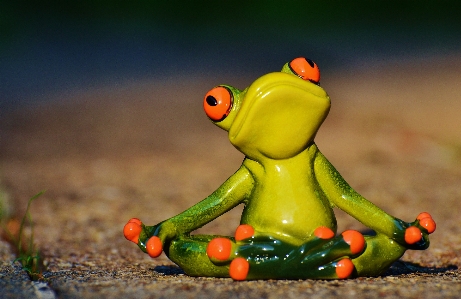 動物 緑 休み 蛙 写真