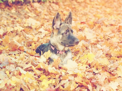 Leaf puppy dog autumn Photo