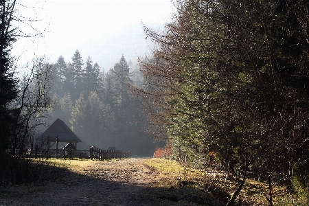 Landscape tree nature forest Photo