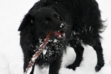 Snow winter black and white game Photo