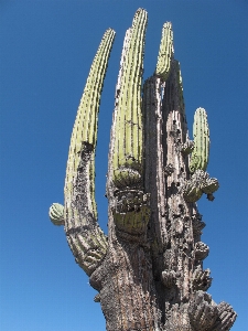 Tree nature cactus plant Photo