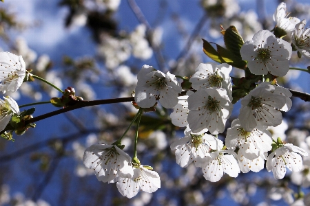 Tree nature branch blossom Photo