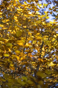 Landscape tree nature forest Photo