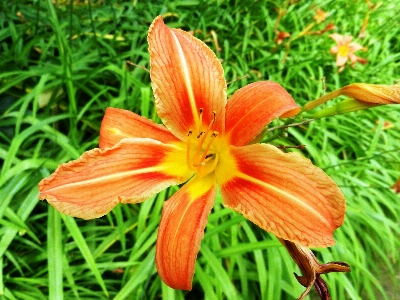 自然 植物 花 花弁 写真