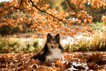 Foto árbol hoja perro fauna silvestre