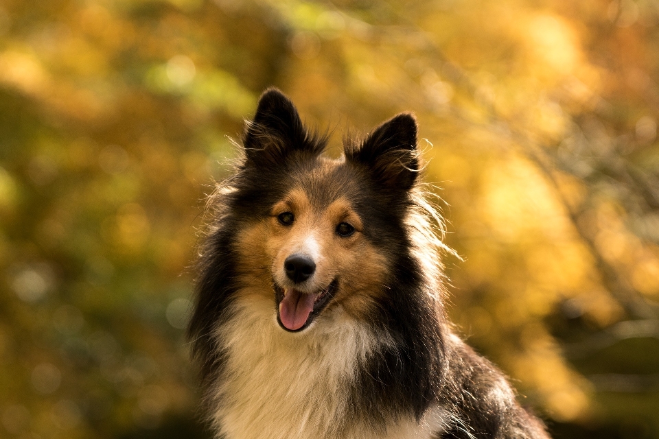 Chien faune colley
 automne