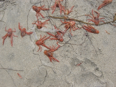 Sand ocean animal red Photo