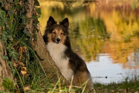 树 狗 池塘 牧羊犬 照片