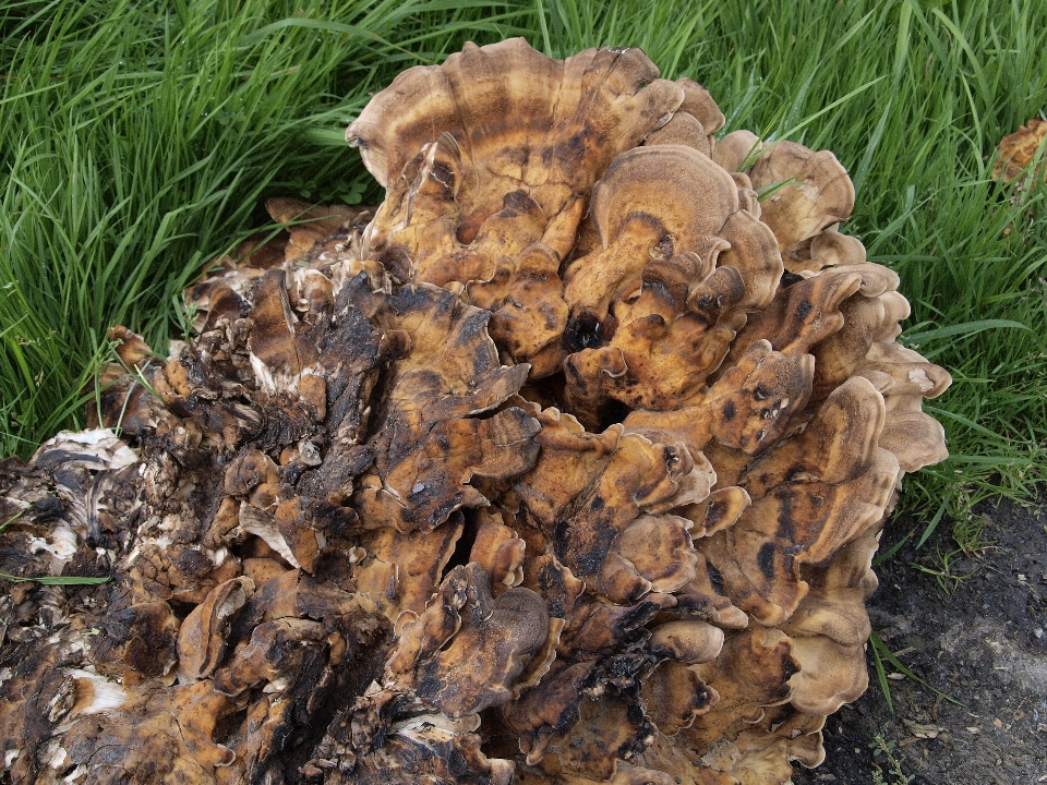 Baum natur wald holz