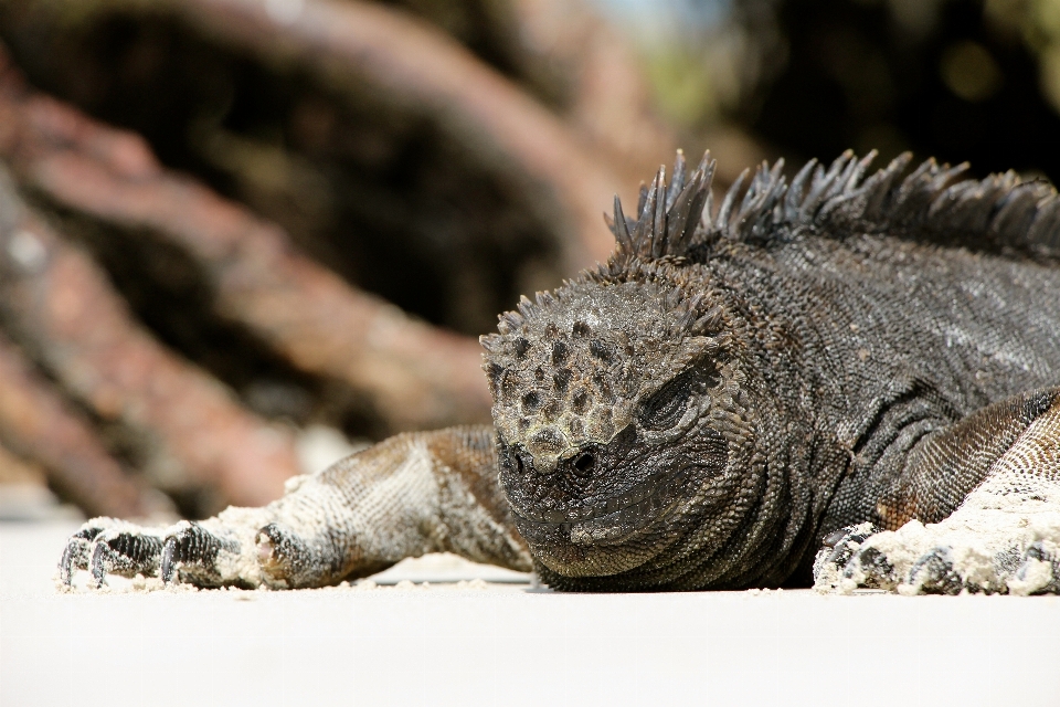 自然 動物 野生動物 野生