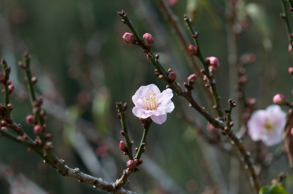 Arbre nature bifurquer fleurir