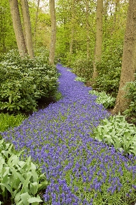 Anlage rasen wiese
 blume Foto