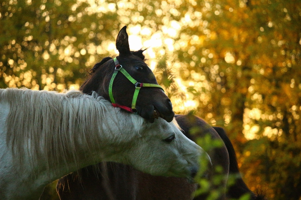 Nature herbe fleur cheval