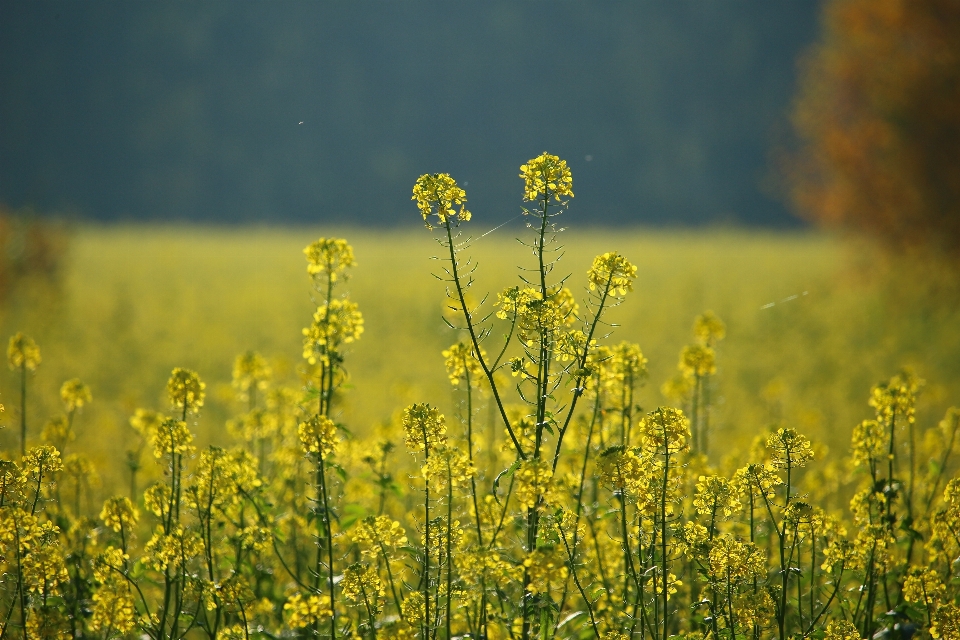 Natur gras blüte anlage