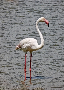 Photo Nature oiseau animal faune