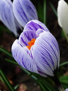 Nature blossom plant white Photo