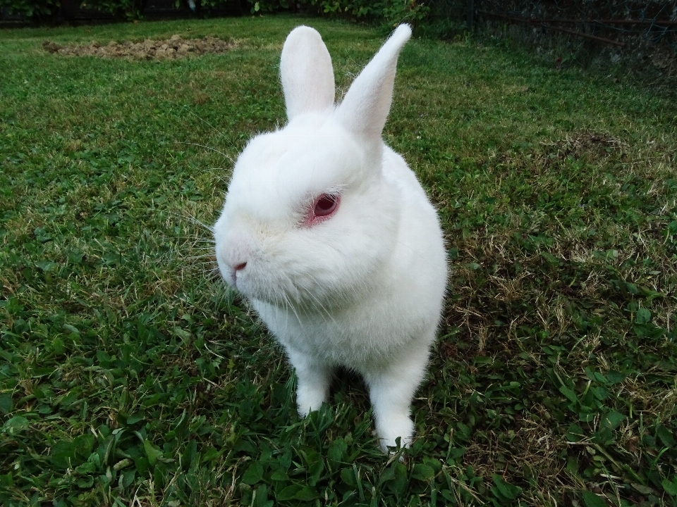 Grass white green mammal