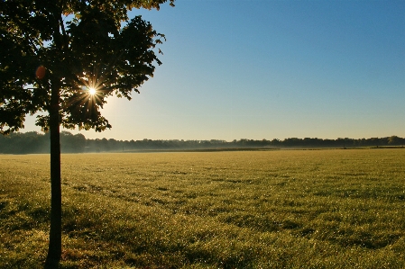 Landscape tree nature grass Photo