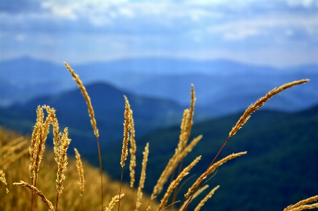 Landscape tree nature grass Photo