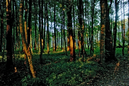 Foto Pohon hutan gurun
 cabang