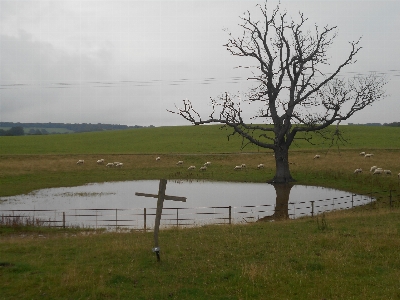 Landscape tree water nature Photo