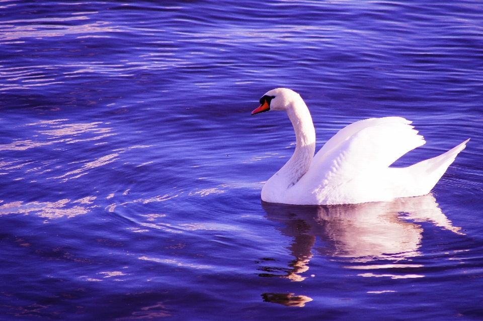 Acqua natura uccello ala